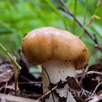 Описание
Валуй, лат. Russula foetens — съедобный гриб из рода Сыроежка семейства. . фото 1