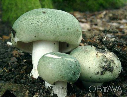 Описание
Сыроежка зеленоватая, лат. Russula virescens - вид грибов, включённый в. . фото 1