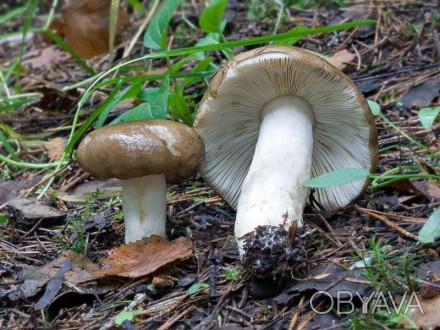 Описание
Сыроежка родственная, лат. Russula consobrina - гриб рода Сыроежка (Rus. . фото 1