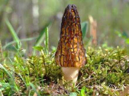 Описание
Сморчок конический (Morchella conica) более теневыносливый и влаголюбив. . фото 1