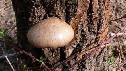 Описание
Вешенка одиночная (Вешенка покрытая), лат. Pleurotus calyptratus
Эти дв. . фото 1