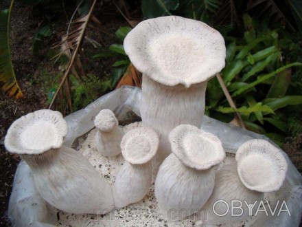 Описание
Вешенка Чаудинский гриб, лат. Pleurotus nebrodensis
Говорят, что белый . . фото 1