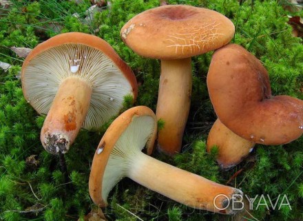 Описание
Груздь красно-коричневый (Молочай, Подмолочник) лат. Lactarius volemus
. . фото 1