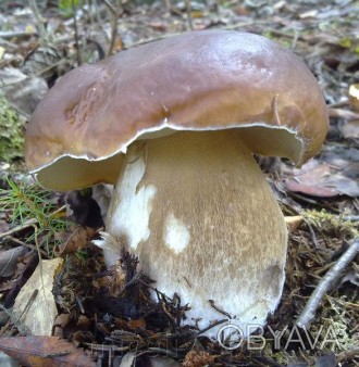 Описание
Белый гриб дубовый (Boletus quercicola). В одних источниках этот гриб в. . фото 1