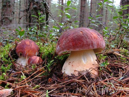 Описание Белый гриб сосновый (боровой, болетус соснолюбивый) (лат. Boletus pinop. . фото 1