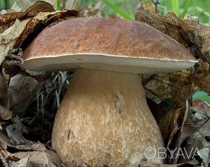 Мицелий гриба Белый ― крупный съедобный гриб семейства болетусовых класса базиди. . фото 1