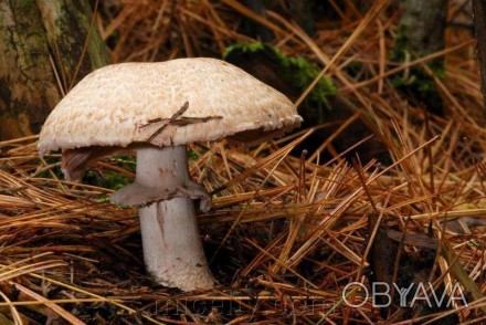 Описание
Шампиньон лесной, лат. Agaricus silvaticus. В народе его еще называют Б. . фото 1