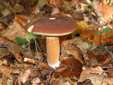 Описание
Польский гриб (Моховик каштановый), лат. Xerocomus badius — вид грибов,. . фото 1