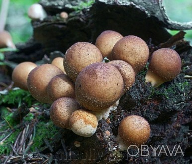 Описание
Дождевик грушевидный, лат. Lycopеrdon pyrifоrme - вид грибов-базидиомиц. . фото 1
