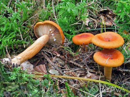 Описание
Млечник неедкий (Млечник оранжевый), лат. Lactarius mitissimus - гриб р. . фото 1