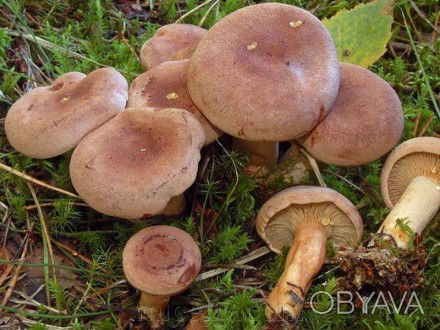 Описание
Млечник серо-розовый, лат. Lactarius helvus - гриб рода Млечник (Lactar. . фото 1