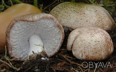 Описание
Шампиньон миндальный, Аgaricus subrufescens
Шляпка диаметром 5-20см, у . . фото 1
