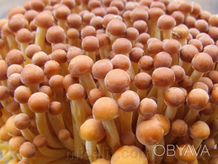 Описание
Энокитаке (японский опенок, зимний японский гриб), лат. Agaricus veluti. . фото 1