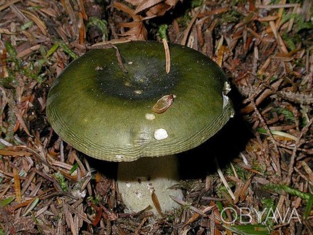 Описание
Сыроежка зелёная, лат. Russula aeruginea - вид грибов, включённый в род. . фото 1