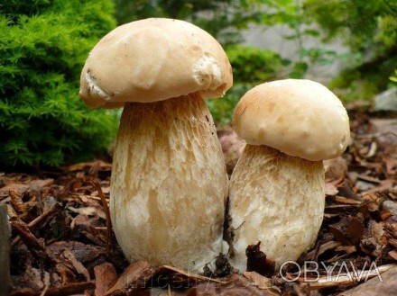 Белый гриб березовый или колосовик, лат. Boletus betulicola – это съедобный гриб. . фото 1