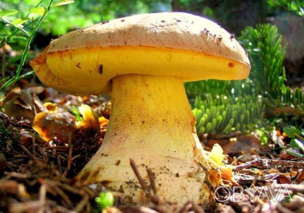 Описание
Полубелый гриб (Боровик жёлтый), лат. Boletus impolitus
Шляпка до 20 см. . фото 1
