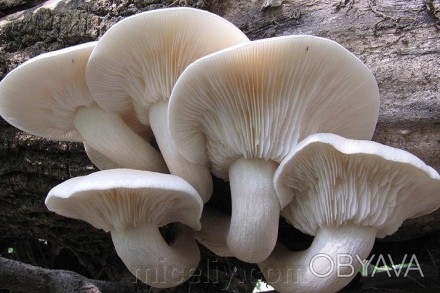 Описание
Вешенка дубовая, лат. Pleurotus dryinus — вид грибов, включённый в род . . фото 1