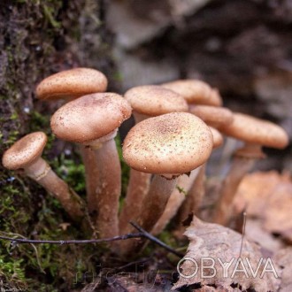 Описание
Опёнок северный, лат. Armillaria borealis - вид грибов рода Опёнок семе. . фото 1
