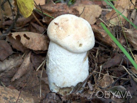 Описание
Подосиновик белый, лат. Leccinum percandidum - съедобный гриб рода Лекц. . фото 1