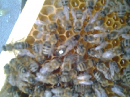 РОЗПРОДАЖ маток неплідні та плідні бджоломатки Карніка “ПЕШЕЦ” та Ук. . фото 2