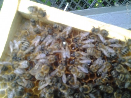 РОЗПРОДАЖ маток неплідні та плідні бджоломатки Карніка “ПЕШЕЦ” та Ук. . фото 3