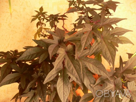 Продаются укорененные черенки ипомеи батат, удивительно красивого растения, кото. . фото 1