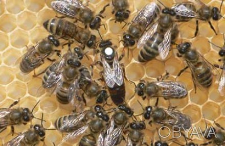Племзавод по разведению пчел украинской степной породы, принимает заказы на мато. . фото 1
