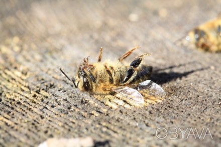 Бджолопідприємство реалізує якісний  підмор бджолиний. Хмельницька обл. Доставка. . фото 1