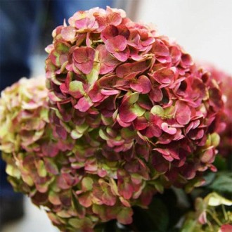 Гортезия метельчатая Граффити / С5 / Hydrangea Graffiti. Балаклея. фото 1 Гортезия метельчатая Граффити / С5 / Hydrangea Graffiti. Балаклея. фото 1
