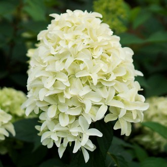 Гортензия метельчатая Скайфолл / С10 / Hydrangea Skyfall. Балаклея. фото 1 Гортензия метельчатая Скайфолл / С10 / Hydrangea Skyfall. Балаклея. фото 1