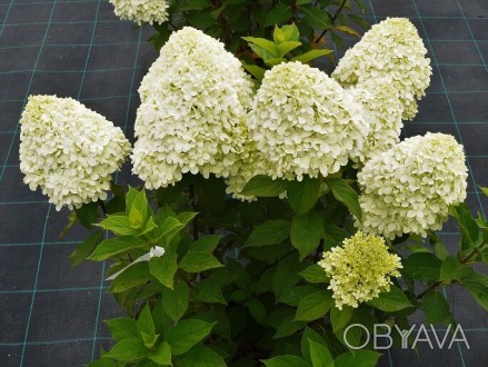 Гортензия метельчатая Селекшн / Hydrangea paniculata Selection - Новинка от Жана. . фото 1