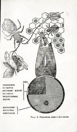 Продукты пчеловодства и их использование. Н.П. Иойриш
Из-во «Россельхозиз. . фото 12