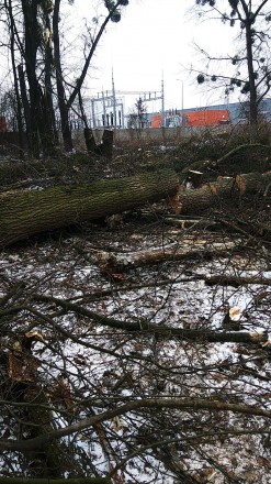 Видалення дерев,валка і кряжування дерев, кронування! Порізка дров! Вирізка кущі. . фото 6