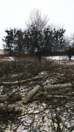 Видалення дерев,валка і кряжування дерев, кронування! Порізка дров! Вирізка кущі. . фото 4