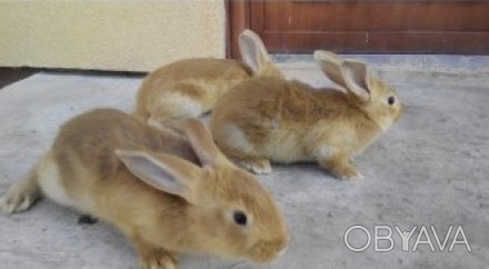 Продам чистокровных кроликов мясной бройлерной породы – Бургундец. Бургунд. . фото 1