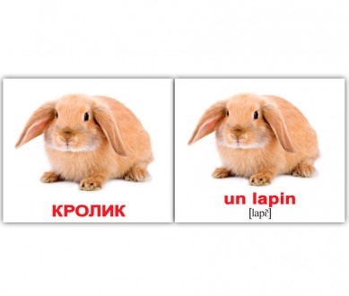 МИНИ карточки /рус.-франц./ в наборе 20 карточек "Дом.жив./Les animaux domestiqu. Дніпро. фото 1 МИНИ карточки /рус.-франц./ в наборе 20 карточек "Дом.жив./Les animaux domestiqu. Дніпро. фото 1