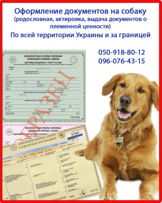 Оформити родовід на собаку. Оформлення посліду. Харків. фото 1 Оформити родовід на собаку. Оформлення посліду. Харків. фото 1