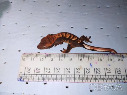  
Обаятельная, маленькая ручная рептилия - ресничный геккон бананоед. Размеры ящ. . фото 1