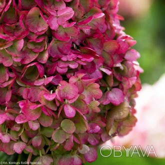 Гортензия метельчатая Пинки Промис / Hydrangea Living Pinky Promise
Сорт имеет к. . фото 1