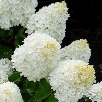 Гортензия метельчатая Саммер Сноу / Hydrangea Living Summer Snow
Одна из красиве. . фото 1