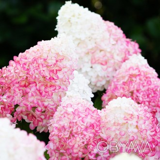 Гортензия метельчатая Пинк Роуз / Hydrangea paniculata Pink Rose Living 
Сорт им. . фото 1