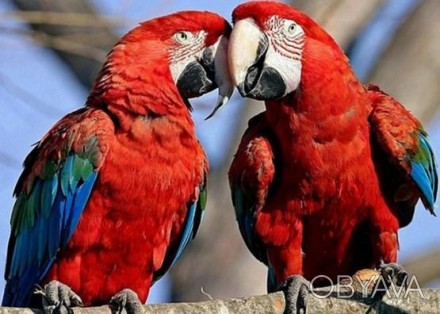 Алмазная вышивка, влюбленные попугайчики, размер холста 40х30 см, размер изображ. . фото 1