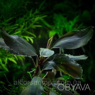 Bucephalandra sp. Deep Purple - редкое аквариумное растение из семейства Ароидны. . фото 1