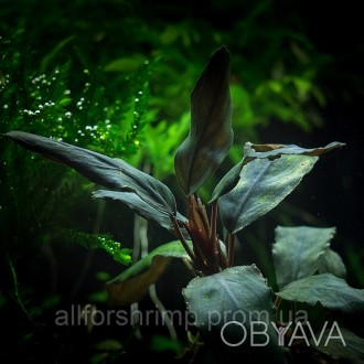Bucephalandra sp. Kota Baru - редкое аквариумное растение из семейства Ароидные.. . фото 1