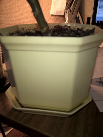Растение в новом горшочке, 3 веточки,2 из них  с бутонами.Не очень пышное, но на. . фото 6