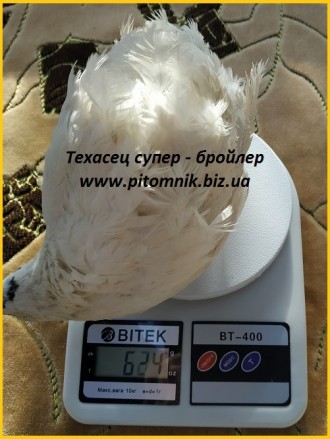 Инкубационные яйца перепелов.

Питомник "ЭКО – ПТИЦА Украины" . . фото 4