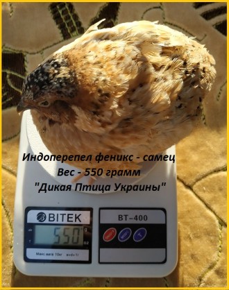 Инкубационные яйца перепелов.

Питомник "ЭКО – ПТИЦА Украины" . . фото 2