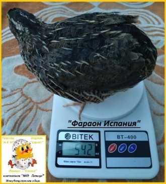 Инкубационные яйца перепелов.

Питомник "ЭКО – ПТИЦА Украины" . . фото 7
