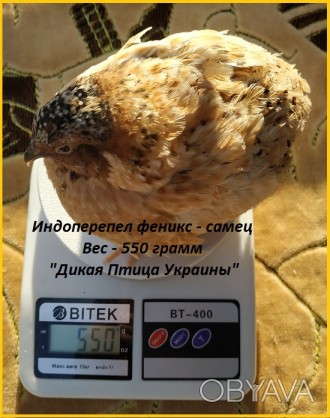 Инкубационные яйца перепелов.

Питомник "ЭКО – ПТИЦА Украины" . . фото 1