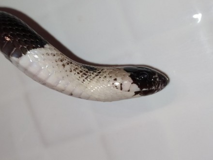 Кэмпбелла - изысканная змея, которая порадует Вас не только своим нарядной внешн. . фото 2